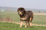 DOGUE DU TIBET 320